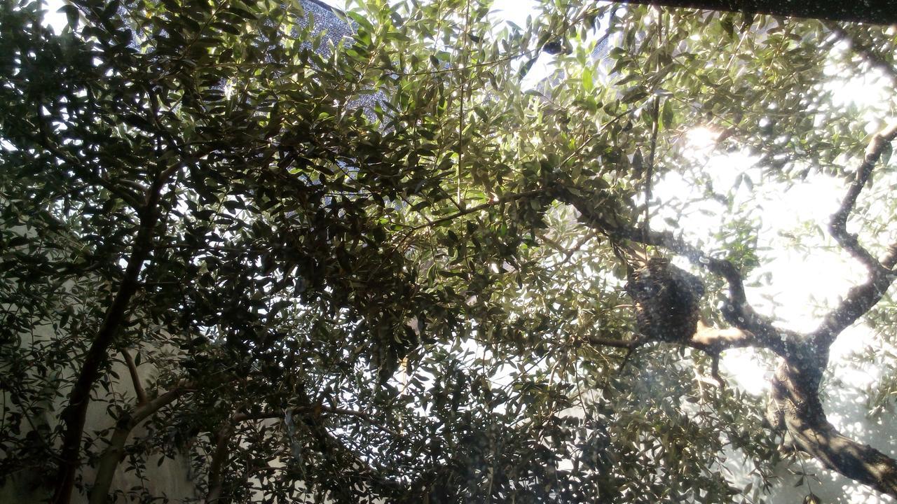 Lo Moli De Rosquilles Otel Masdenverge Dış mekan fotoğraf